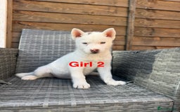 Siberian Husky dogs for sale: Siberian Husky  - Image 6