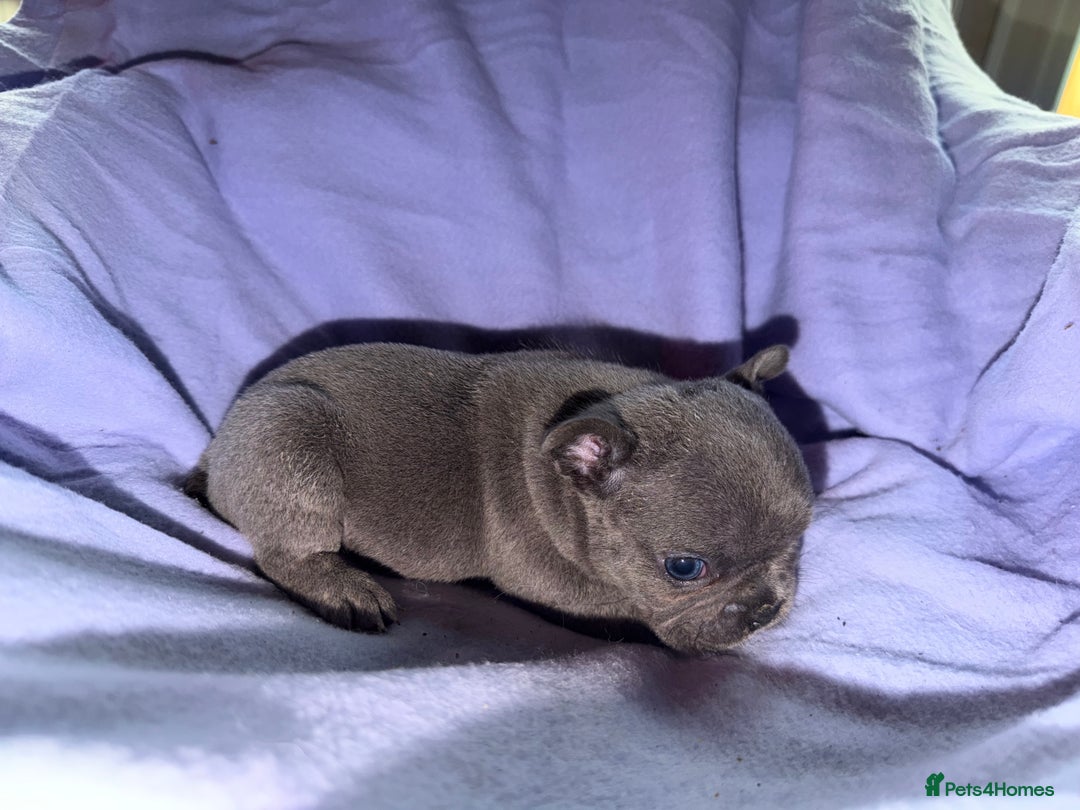 French Bulldog dogs for sale: French bulldog puppies  - Advert 20