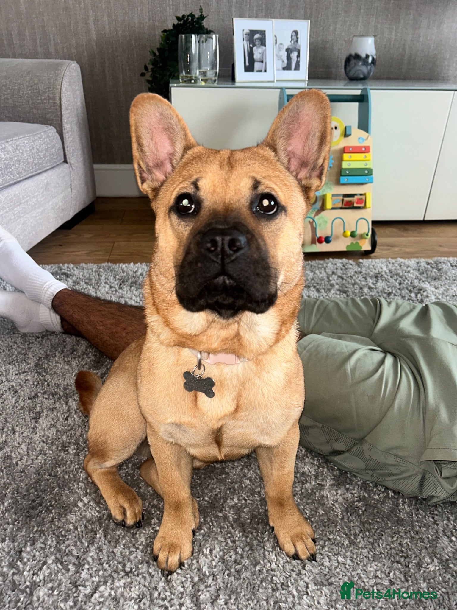 Mixed Breed dogs Stormi  - Advert 1