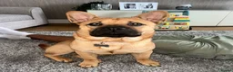 Mixed Breed dogs for sale: Stormi  - Advert 1