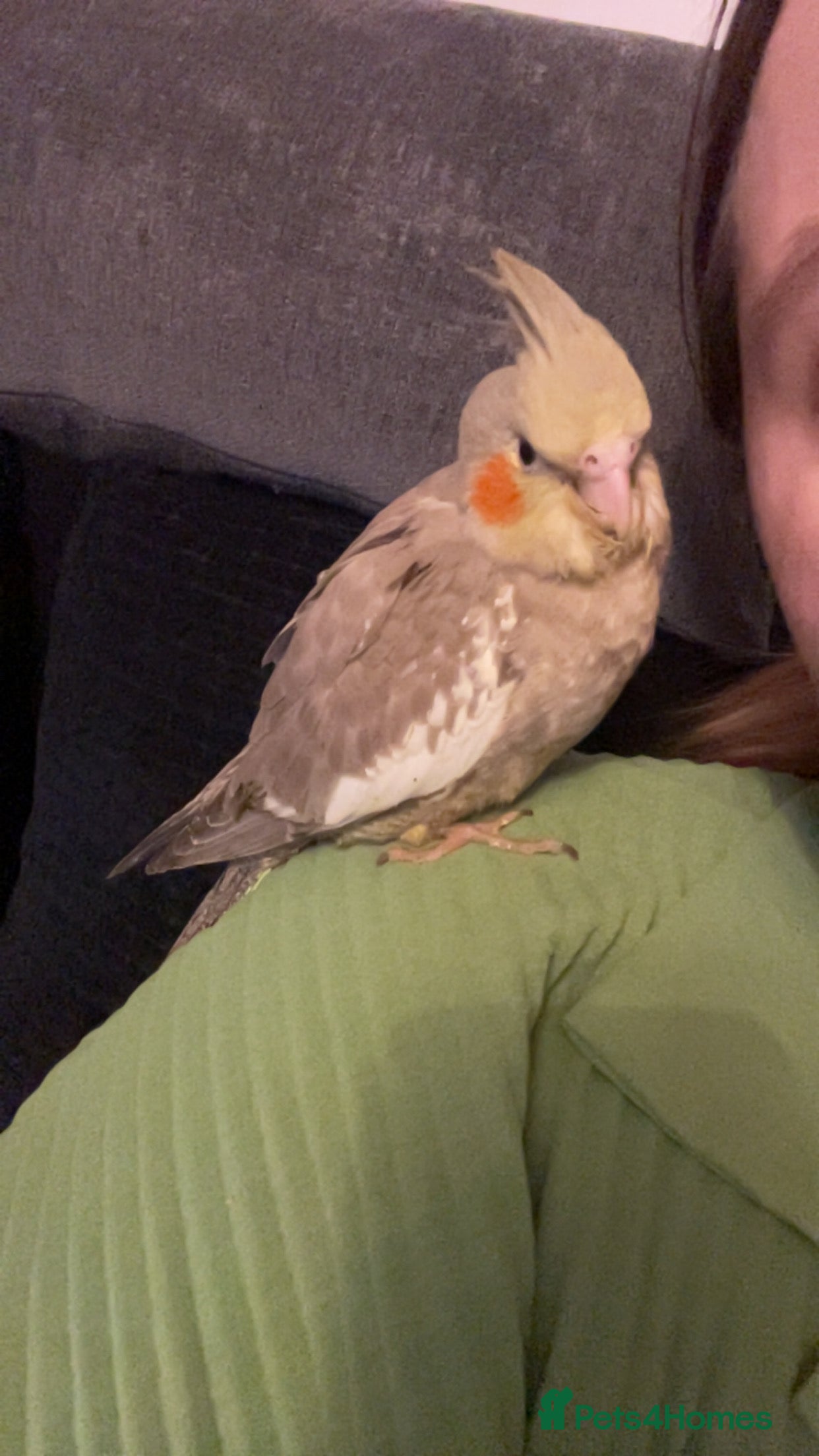 Cockatiels birds Grey baby cockatiels  in Chelmsford - Advert 5