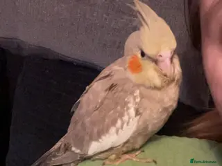 Cockatiels birds Grey baby cockatiels in Chelmsford - Advert 5