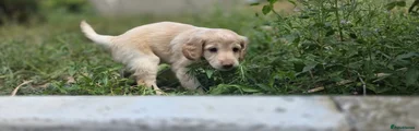 Mixed Breed 2