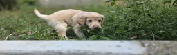 Mixed Breed dogs for sale: 3 beautiful girls  - Advert 5