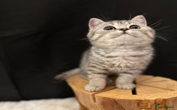 British Shorthair cats for sale: Silver Spotted Full Pedigree Registered BSH - Image 6
