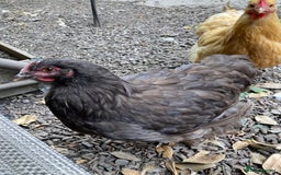 Chickens poultry for sale: Chocolate Orpington - Image 1