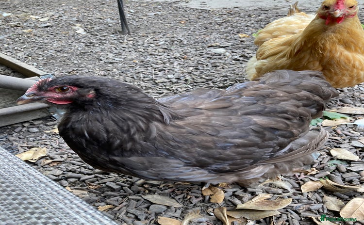 Chickens poultry - Advert 12
