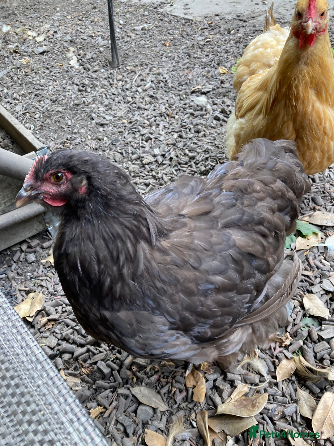 Chickens poultry for sale: Chocolate Orpington - Image 1