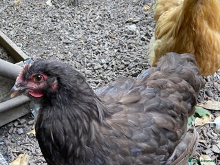 Chickens poultry - Advert 36