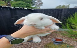 Mini Lop rabbits for sale: 1 female lop and 1 male double mane lion head  - Image 3
