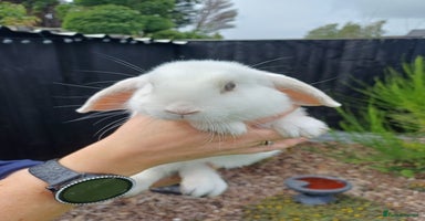 Mini Lop rabbits - Advert 3