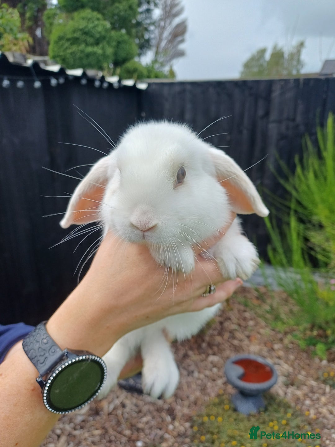 Mini Lop rabbits for sale: 1 female lop and 1 male double mane lion head  - Image 3