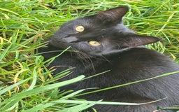 Mixed Breed cats for sale: Three cats for sale  - Image 6