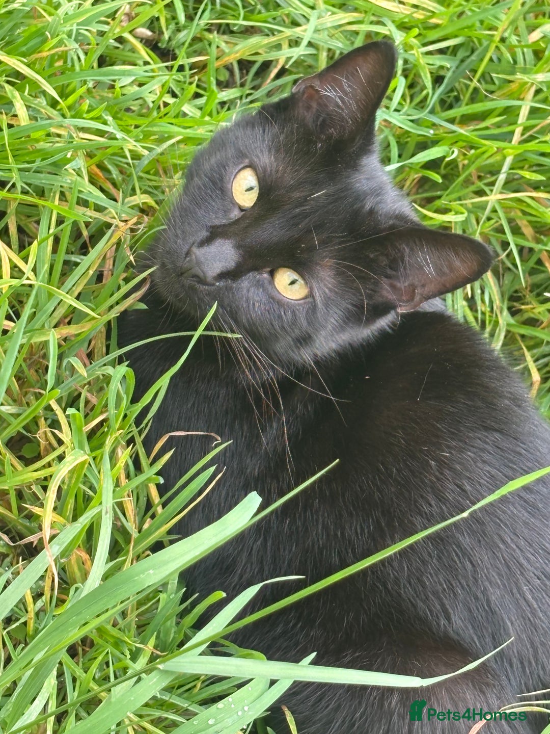 Mixed Breed cats for sale: Three cats for sale  - Image 6