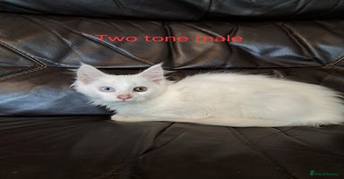 Maine Coon cats - Advert 5