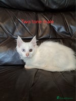 Maine Coon cats - Advert 5