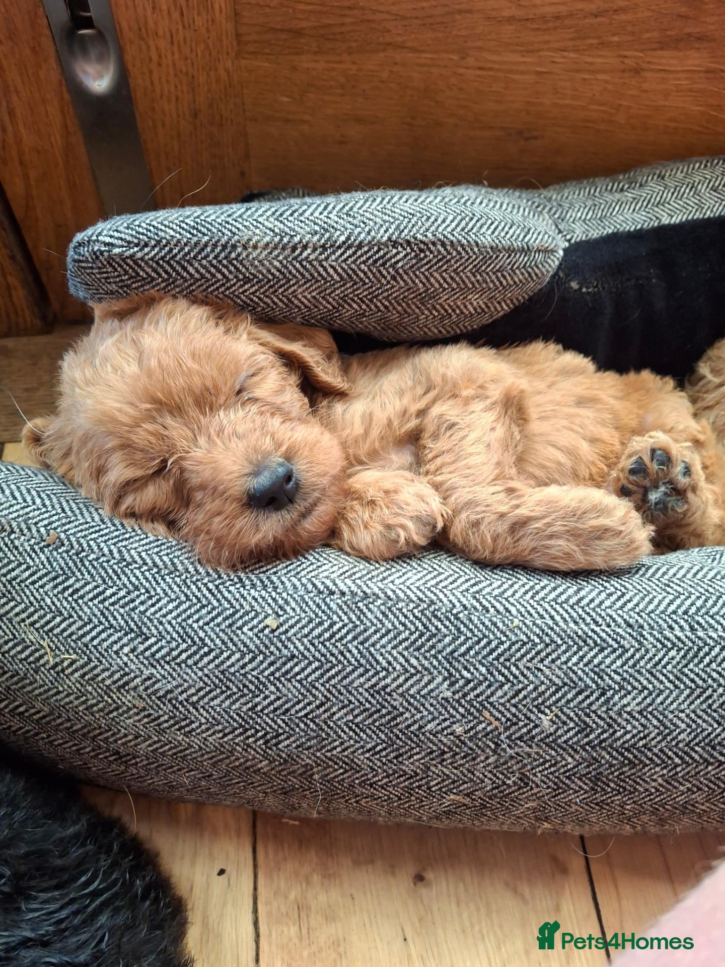 Labradoodle dogs 🏆Labradoodle Pups Available Health Tested Parents - Advert 1