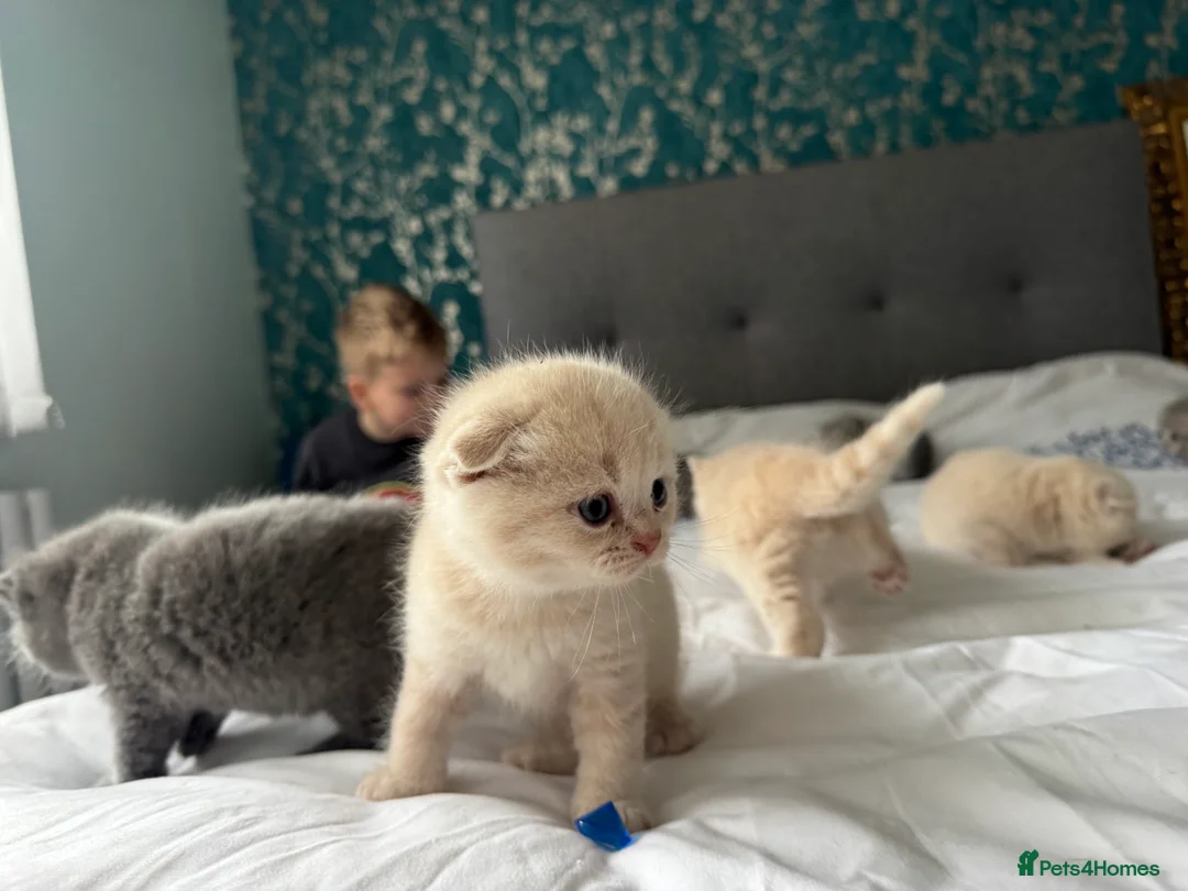 Scottish Fold cats for sale: Gorgeous pure breed kittens  - Advert 12