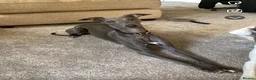 Whippet dogs for sale: KC Registered Blue Whippet Puppies in Doncaster - Advert 3