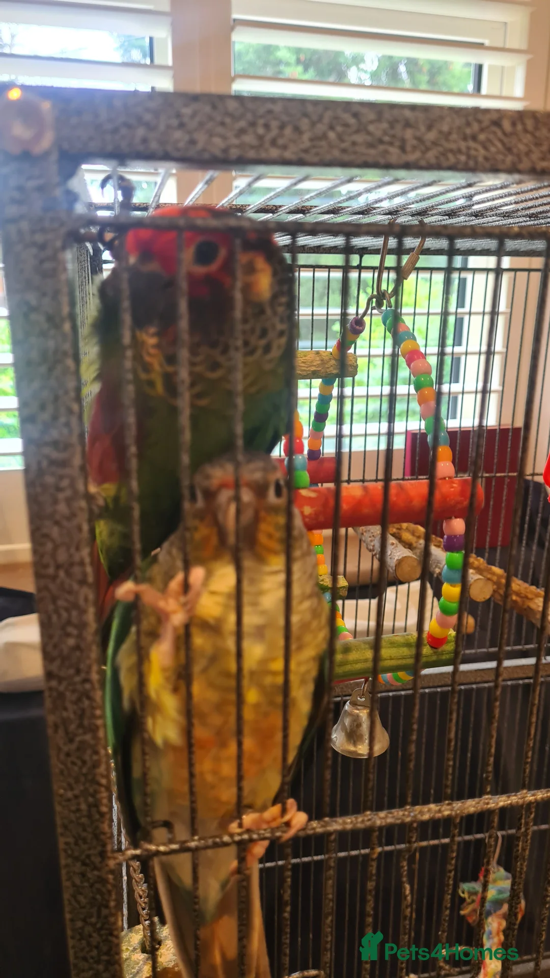 Conures birds for sale: Two bonded hand tame conures - Advert 1