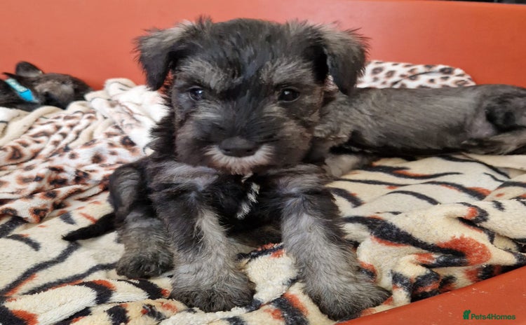Miniature Schnauzer dogs - Advert 2