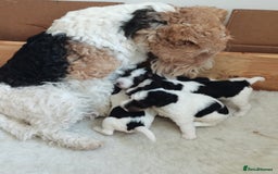 Fox Terrier dogs for sale: Gorgeous Wire Fox Terrier Pups Available. - Image 9