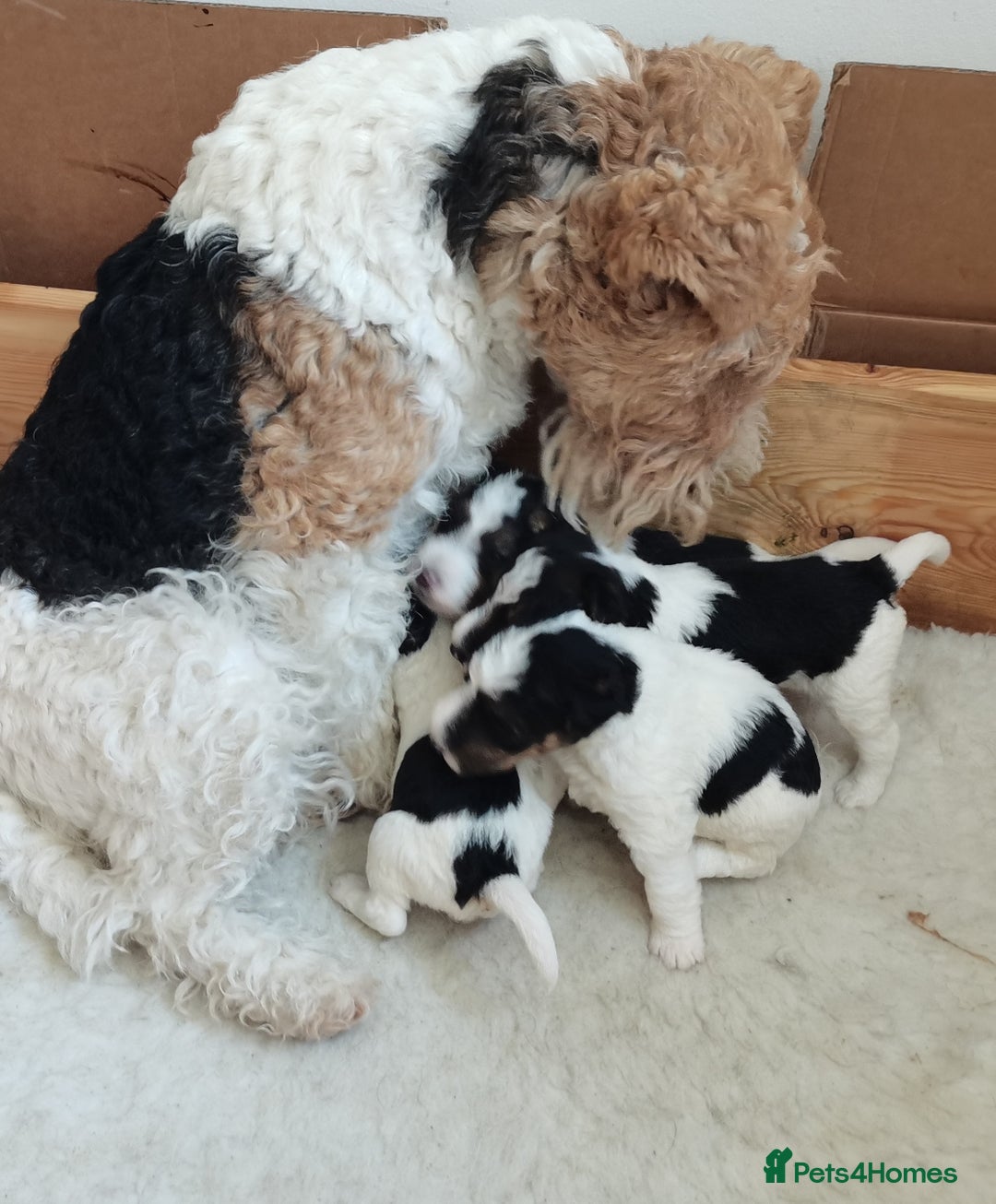 Fox Terrier dogs for sale: Gorgeous Wire Fox Terrier Pups Available. - Image 9