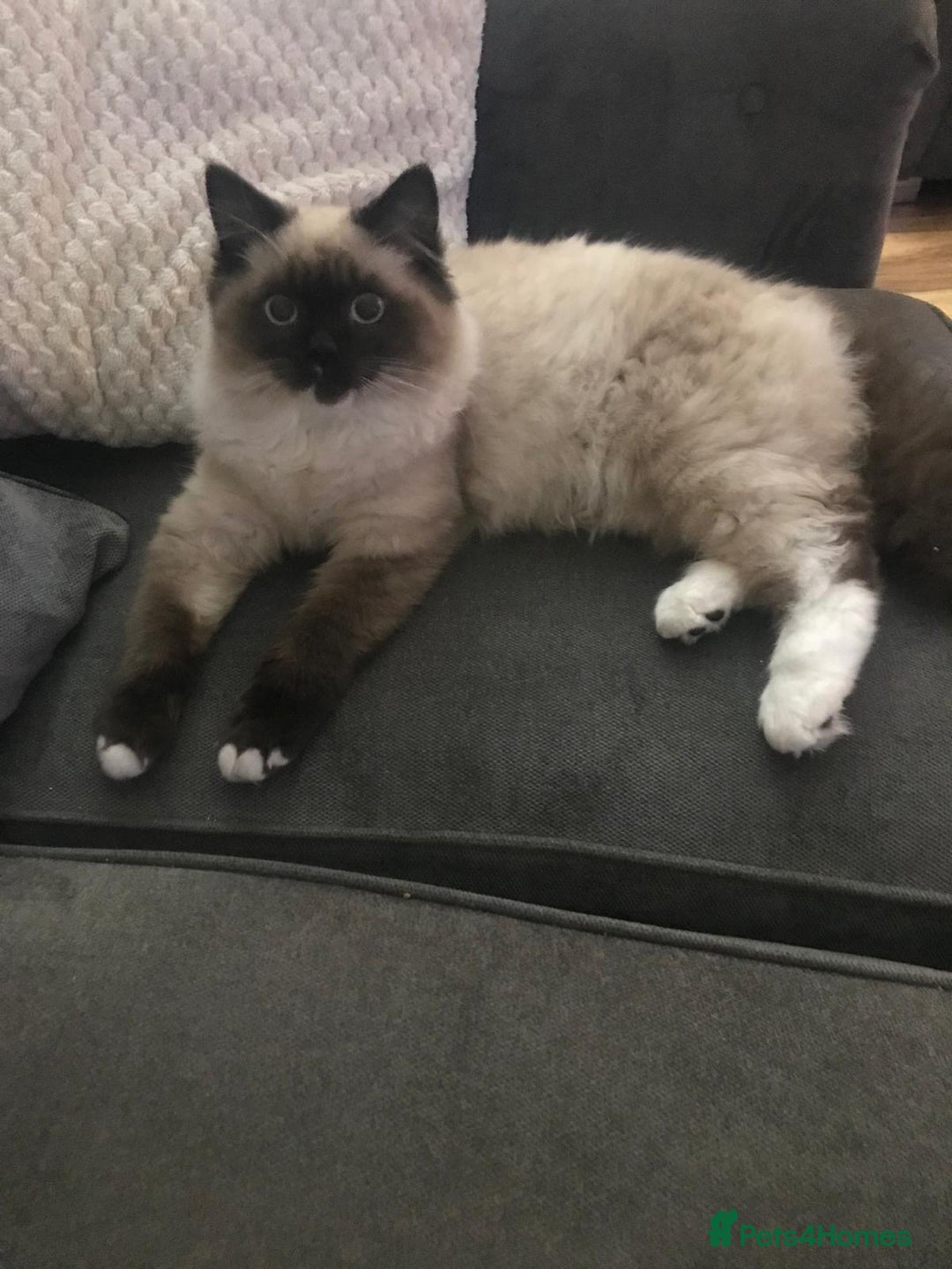 Ragdoll cats for sale: Ragdoll kitten  - Advert 1