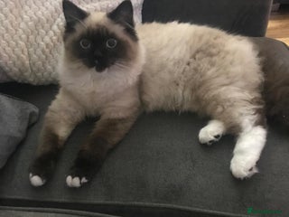 Ragdoll cats Ragdoll kitten - Advert 4