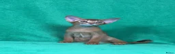 Abyssinian cats for sale: Beautiful GCCF Registered Abyssinian Kittens 💙❤️ - Advert 8