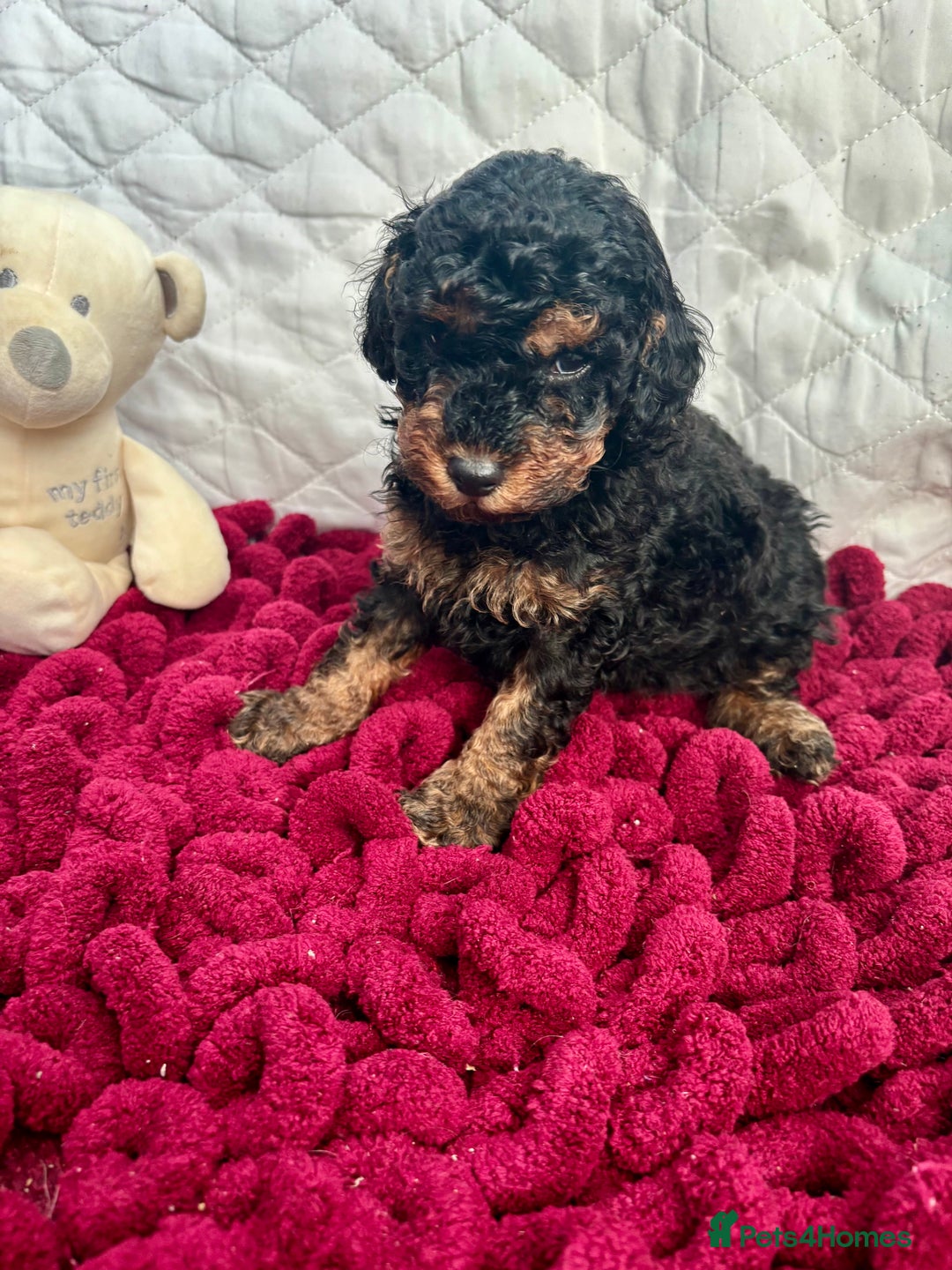 Toy Poodle dogs for sale: KC registered toy poodles - Advert 23
