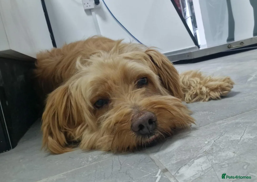 Mixed Breed dogs for adoption: 🥺 teddy needs help 💔❤️ - Advert 2