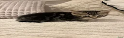 Mixed Breed cats for sale: Kittens 2 girls 1 boy for sale 8 weeks on Thursday in Birmingham - Advert 3