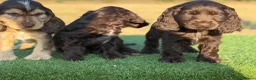 Cocker Spaniel dogs for sale: Beautiful top quality show type cocker spaniel  - Advert 6
