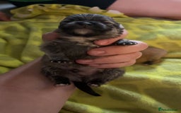 Pomeranian dogs for sale: Pomeranian  - Image 8