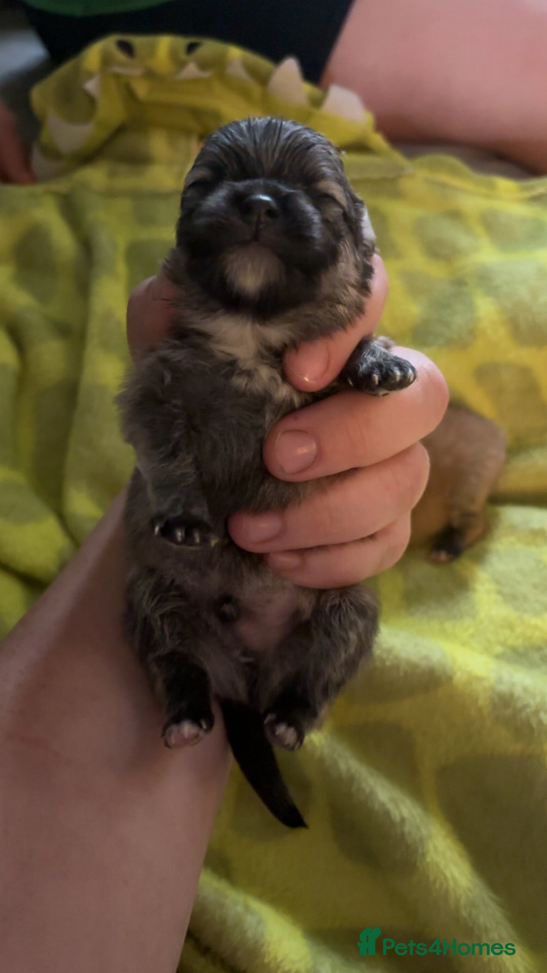 Pomeranian dogs for sale: Pomeranian  - Image 8