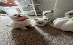 Ragdoll cats for sale: Beautiful Ragdoll kittens - Image 9