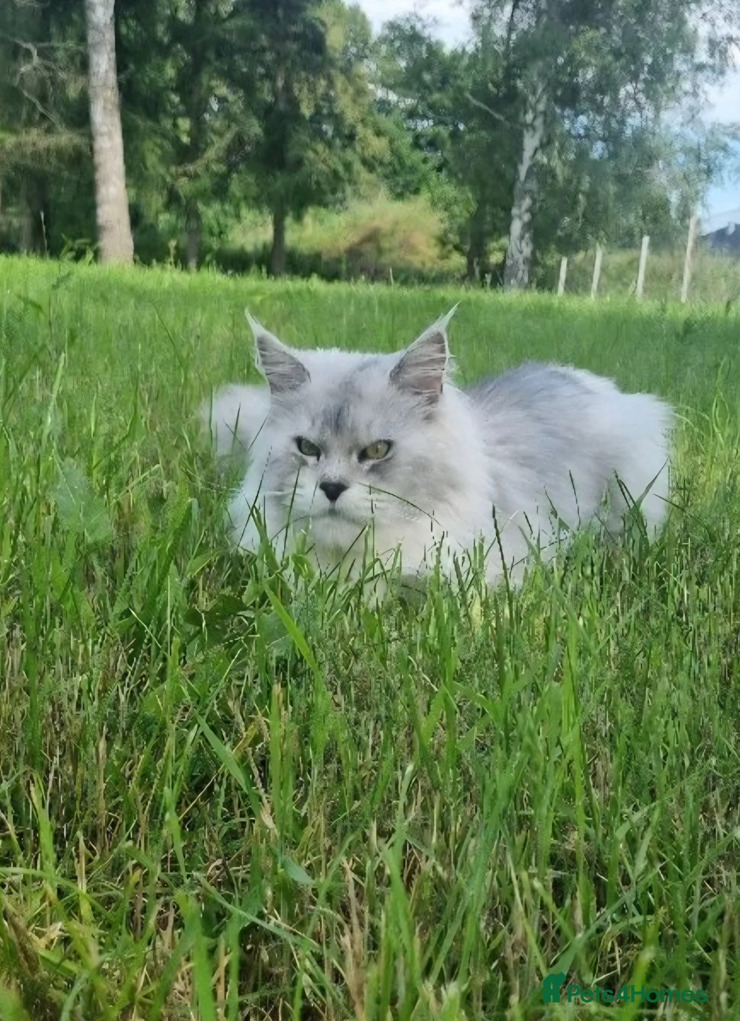 Maine Coon cats for sale: Maine Coon kittens from champion line - Advert 7