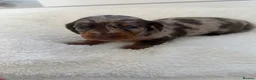 Dachshund dogs for sale: Standard Dachshund Puppies - Advert 16