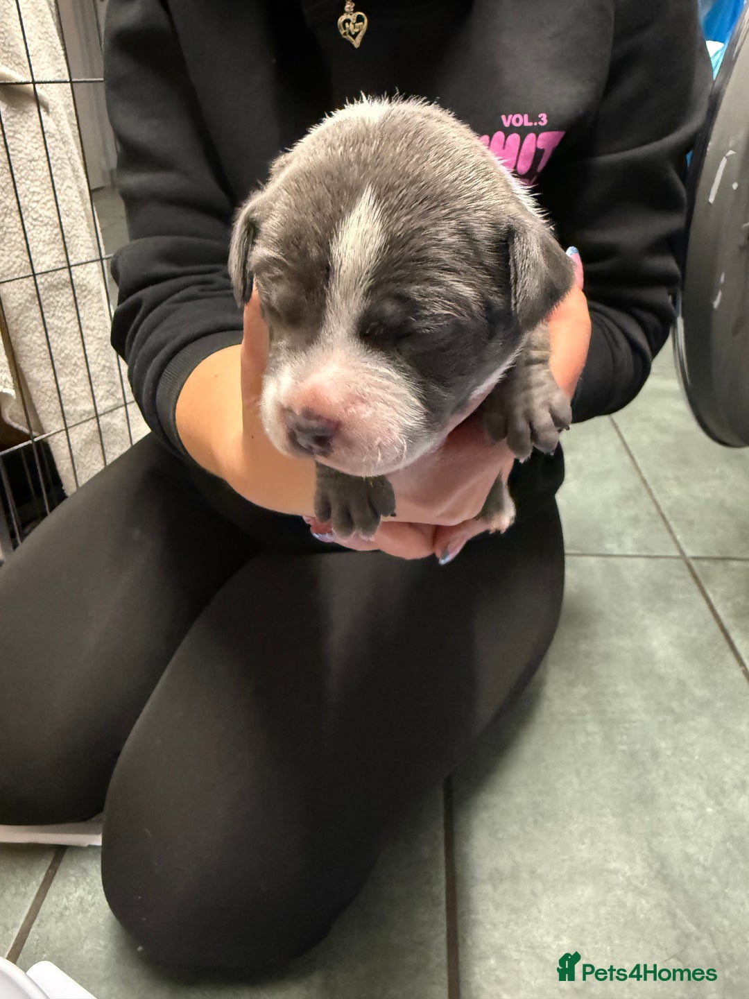 Staffordshire Bull Terrier dogs for sale: Blue Staffordshire bull terrier staffy  - Advert 24