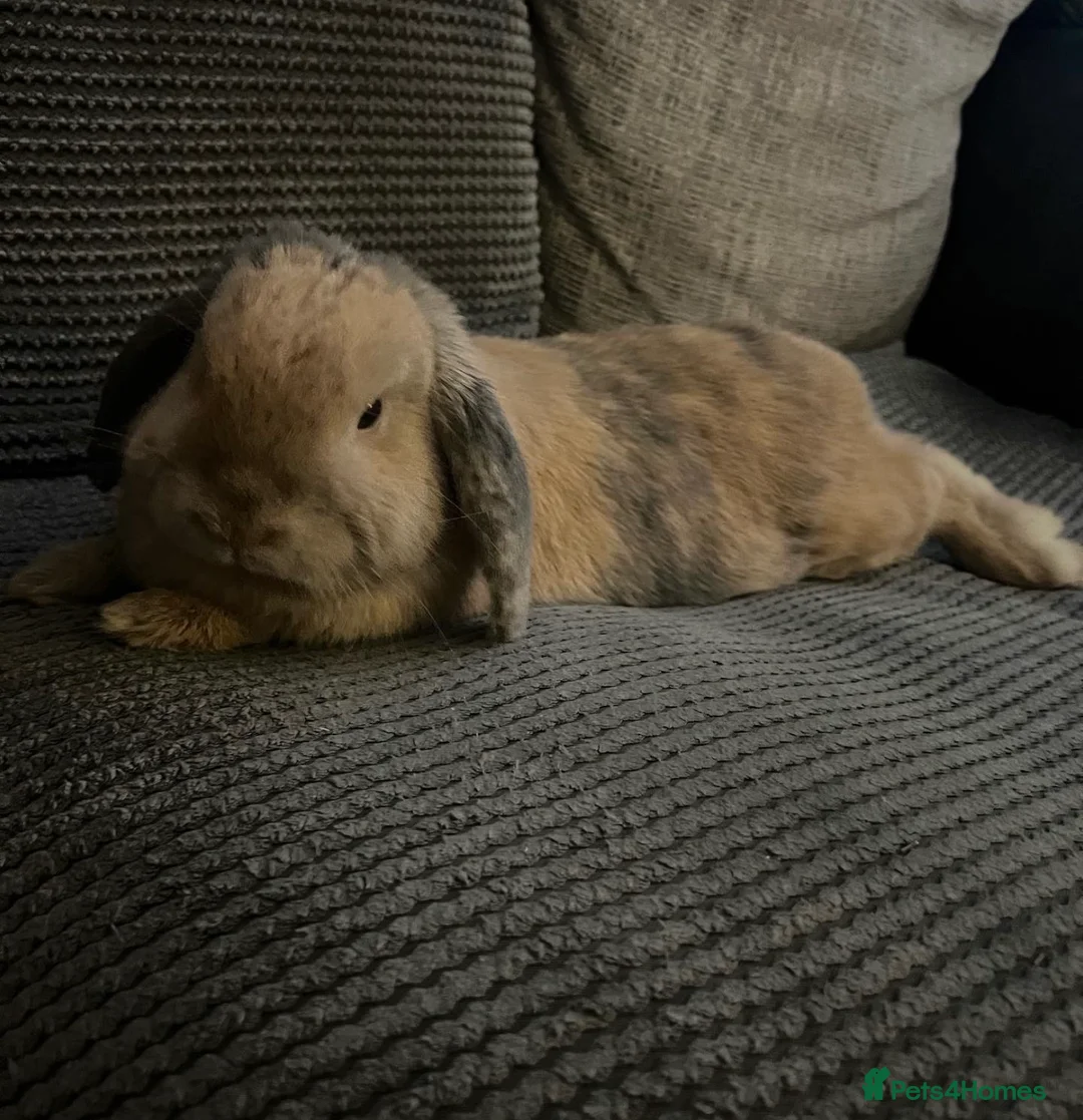 English Lop rabbits for sale: Beautiful Bunny George in Stevenage - Advert 2