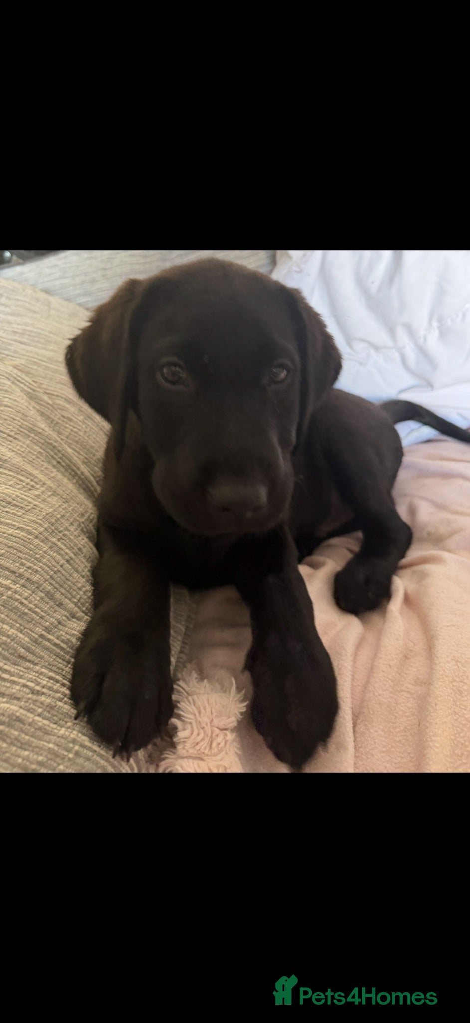 Labrador Retriever dogs Black/Brown labordor retriever  - Advert 1
