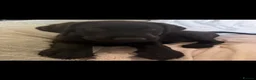 Labrador Retriever dogs for sale: Black/Brown labordor retriever  in Bembridge - Advert 1