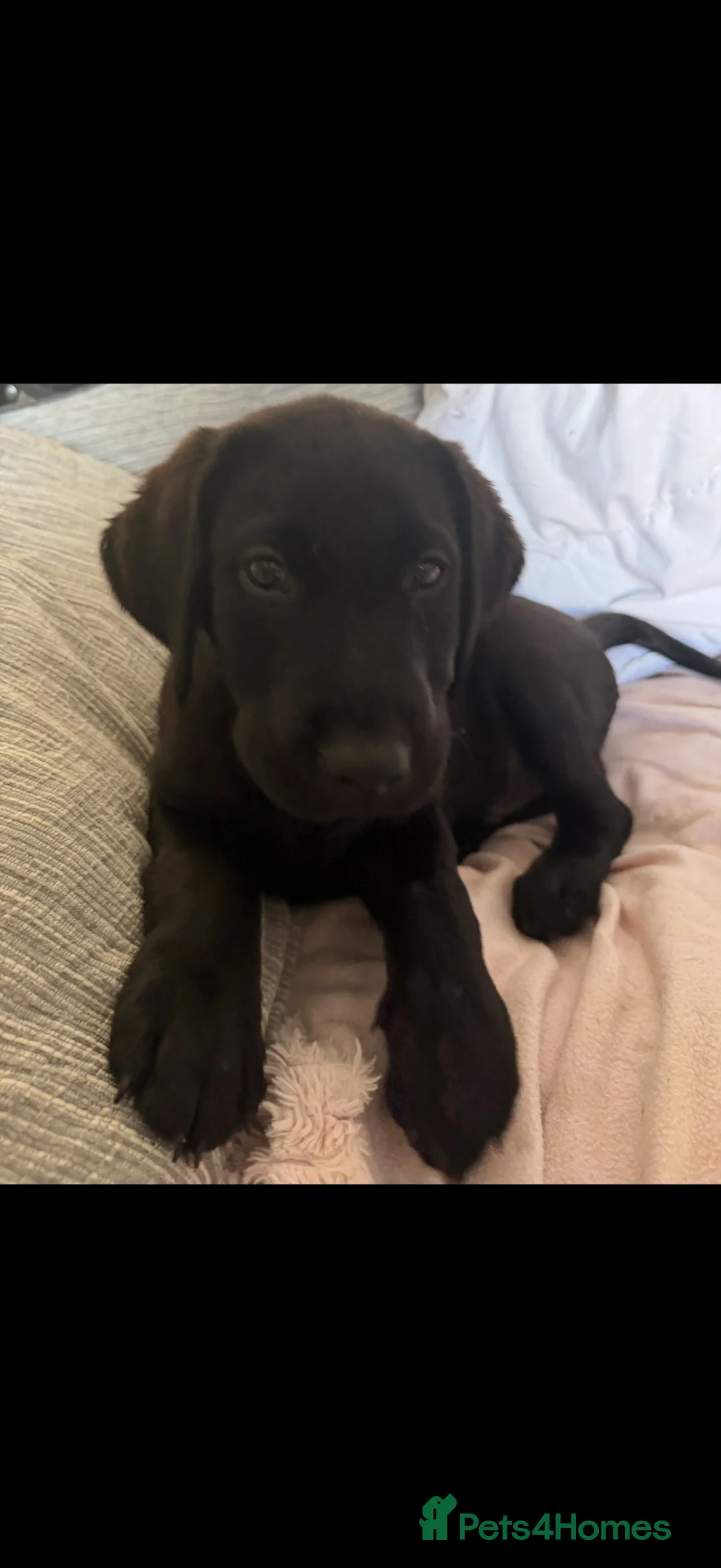 Labrador Retriever dogs for sale: Black/Brown labordor retriever  in Bembridge - Advert 1