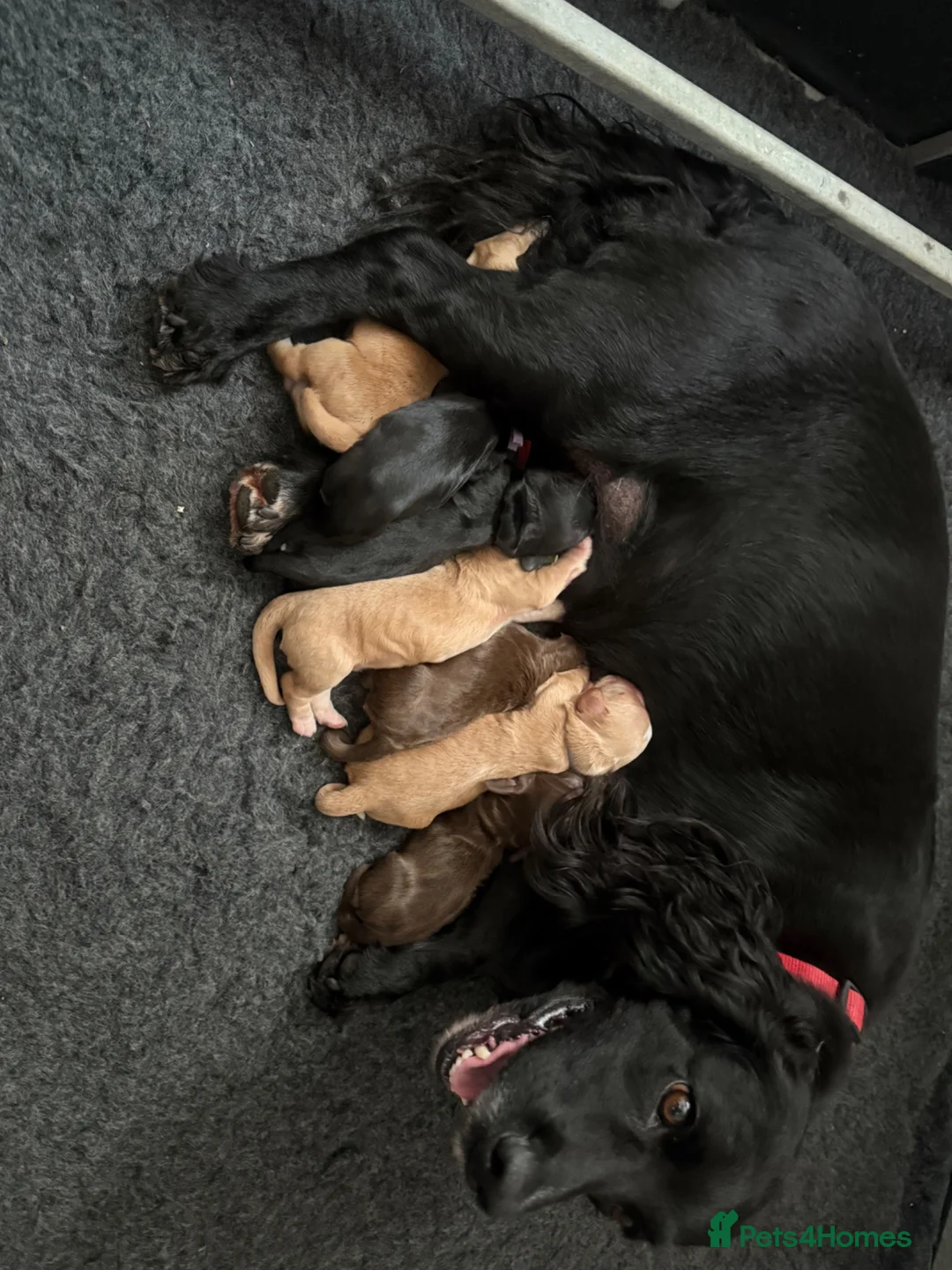 Cocker Spaniel dogs for sale: Working cocker spaniels  - Advert 2