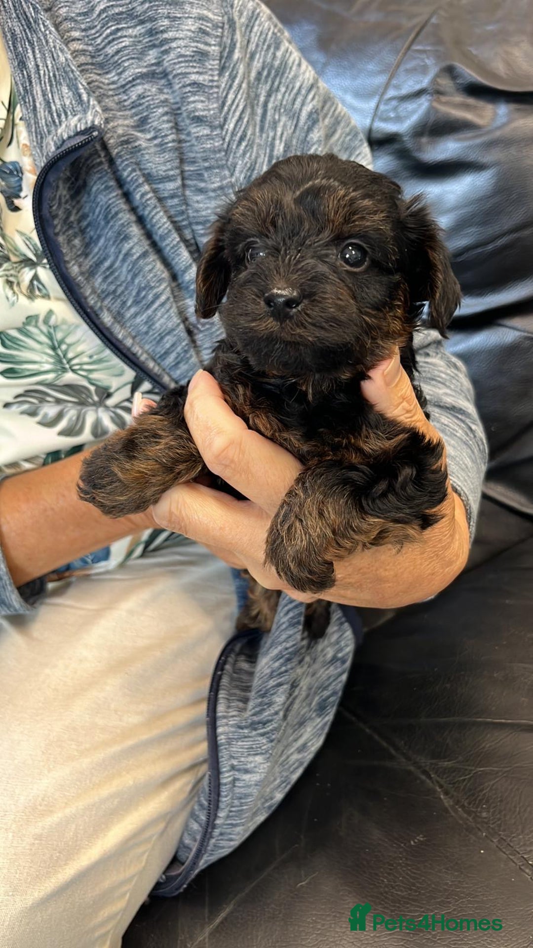Yorkiepoo dogs for sale: YORKIPOO Yorkshire terrier and toy poodle mix - Image 5