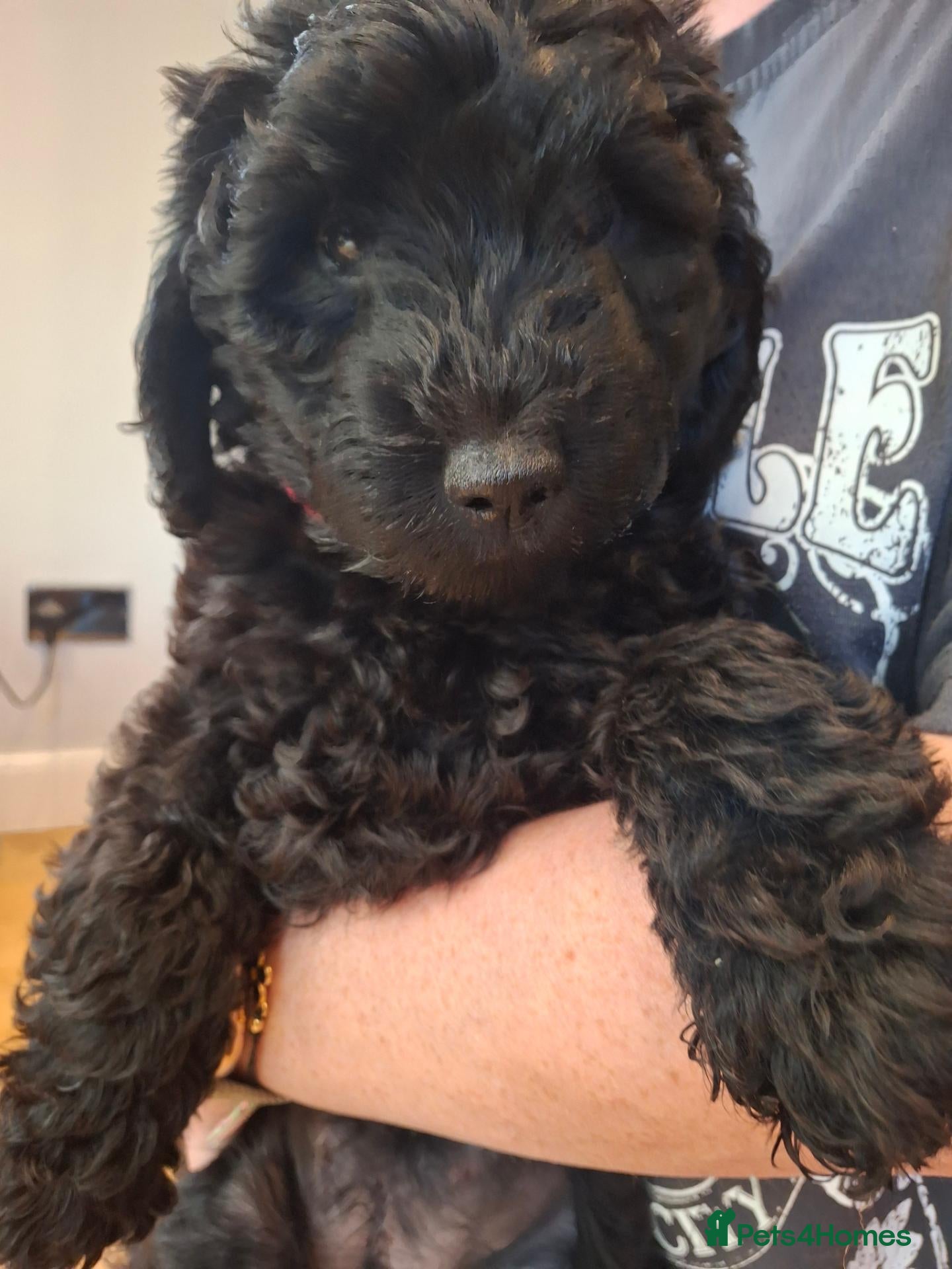 Labradoodle dogs ❤️ One little beutiful girl available - Advert 2