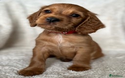Cocker Spaniel dogs for sale: Extensively Health Tested KC Cocker Spaniels  - Image 10