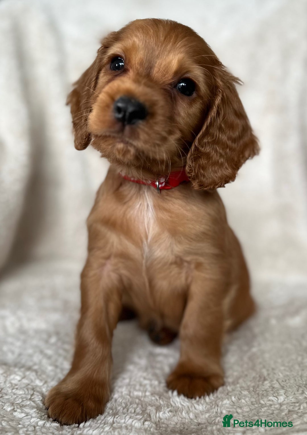 Cocker Spaniel dogs for sale: Extensively Health Tested KC Cocker Spaniels  - Image 10