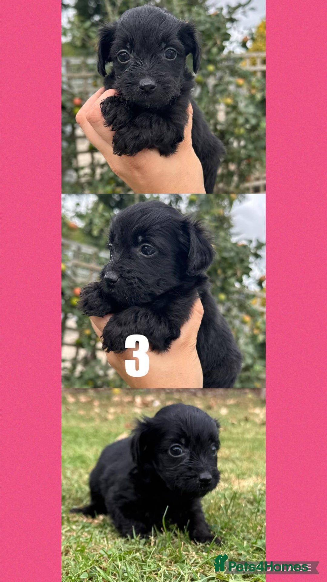 Mixed Breed dogs for sale: Gorgeous fluffy Yorkiepoos - Image 4